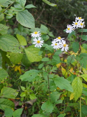 Aster microcephalus
