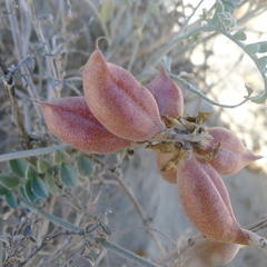 Astragalus magdalenae
