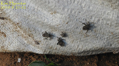 Acanthocoris sordidus