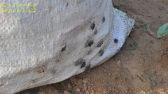 Acanthocoris sordidus