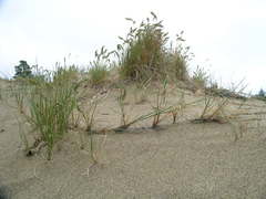 Poa macrantha