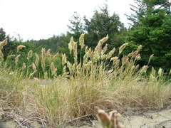 Poa macrantha