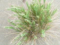 Poa macrantha