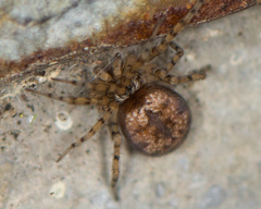 Oecobius