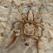 Texas Paradise Spider - Photo (c) Tracey Fandre, some rights reserved (CC BY-NC-ND), uploaded by Tracey Fandre