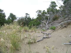 Poa macrantha