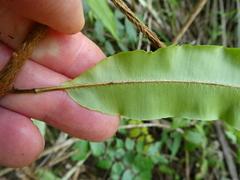 Oleandra distenta image