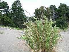 Poa macrantha