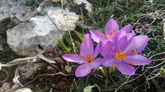 Crocus longiflorus