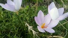 Crocus longiflorus