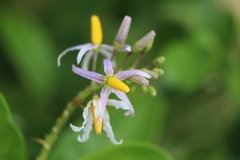 Solanum bahamense