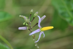 Solanum bahamense