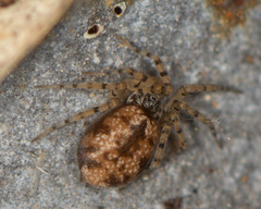 Oecobius