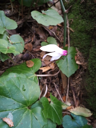 Image of Cyclamen rhodium by (c) Ryan van Huyssteen, some rights reserved (CC BY)