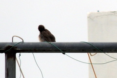 Pycnonotus barbatus