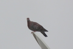 Columba guinea