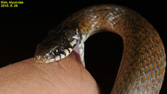 Hebius vibakari