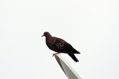 Columba guinea