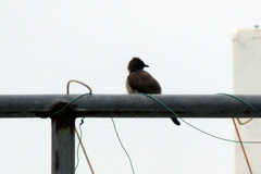 Pycnonotus barbatus