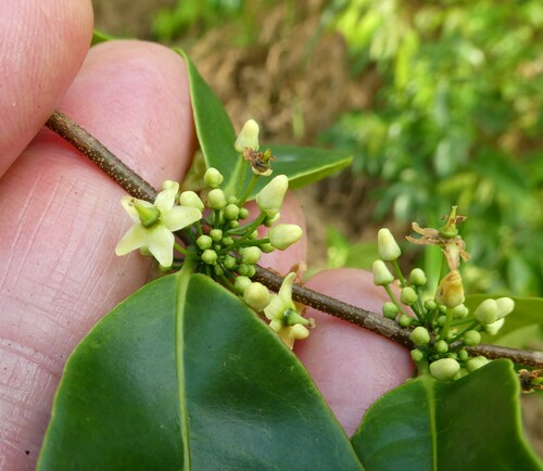 Salacia senegalensis