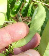 Salacia senegalensis image