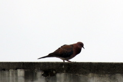 Streptopelia senegalensis