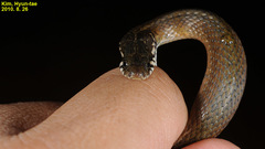Hebius vibakari