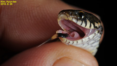 Hebius vibakari