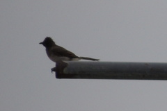 Pycnonotus barbatus