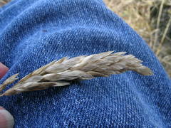 Poa macrantha