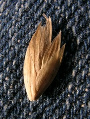 Poa macrantha
