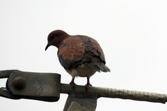 Streptopelia senegalensis