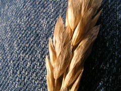 Poa macrantha