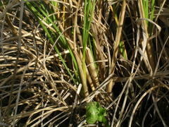 Poa macrantha