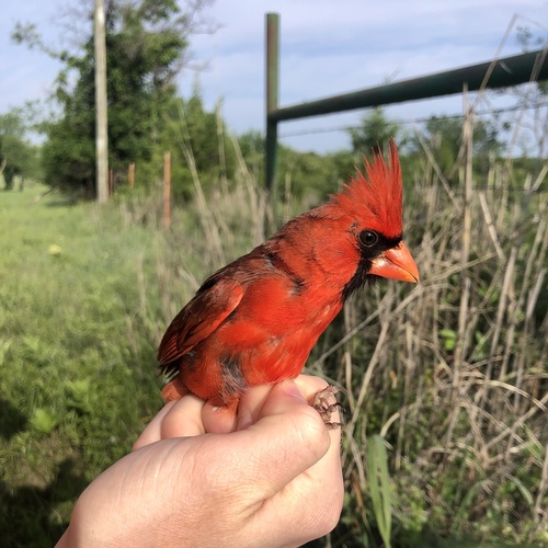 Northern Cardinal photographed in Oklahoma