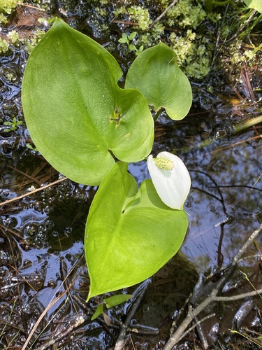 Calla palustris iNat (2)