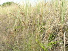 Poa macrantha