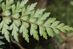 Asplenium praemorsum