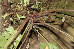 Asplenium praemorsum