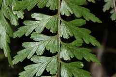 Asplenium praemorsum
