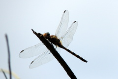 Libellulidae