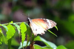 Danaus chrysippus