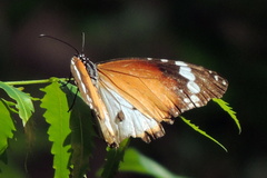 Danaus chrysippus