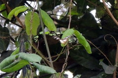 Amauris damocles