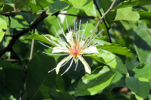 zigzag caperbush (Capparis erythrocarpos)