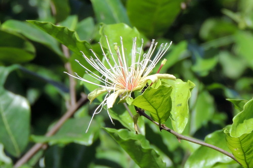 Image of Capparis erythrocarpos by (c) Vijay Barve, some rights reserved (CC BY)