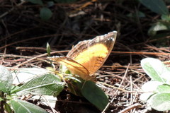 Junonia terea