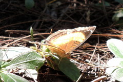 Junonia terea