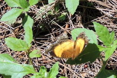 Junonia terea
