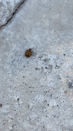 Asian Lady Beetle photographed in North Carolina